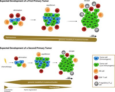 A Proposed Link Between Acute Thymic Involution and Late Adverse Effects of Chemotherapy